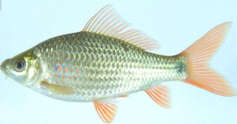 dkp.kulonprogokab.go.id